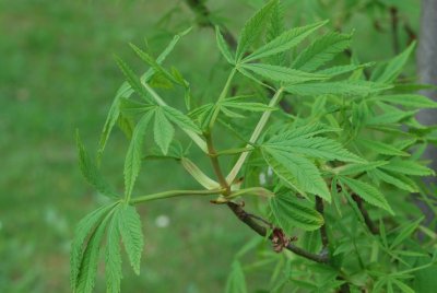 Aesculus hippocastanum 'Digitata'- jírovec maďal 'Digitata' - jarní větévka